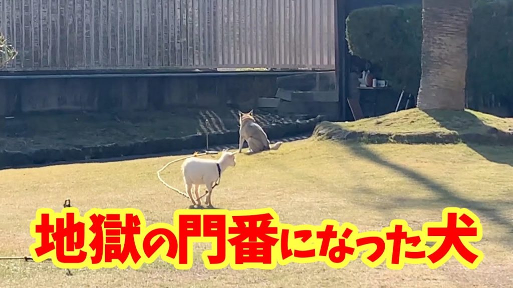 【わんこと湯めぐり♨️】別府で温泉ざんまい🧖‍♀️2019年12月〜Dog turned gatekeeper of hell onsen〜