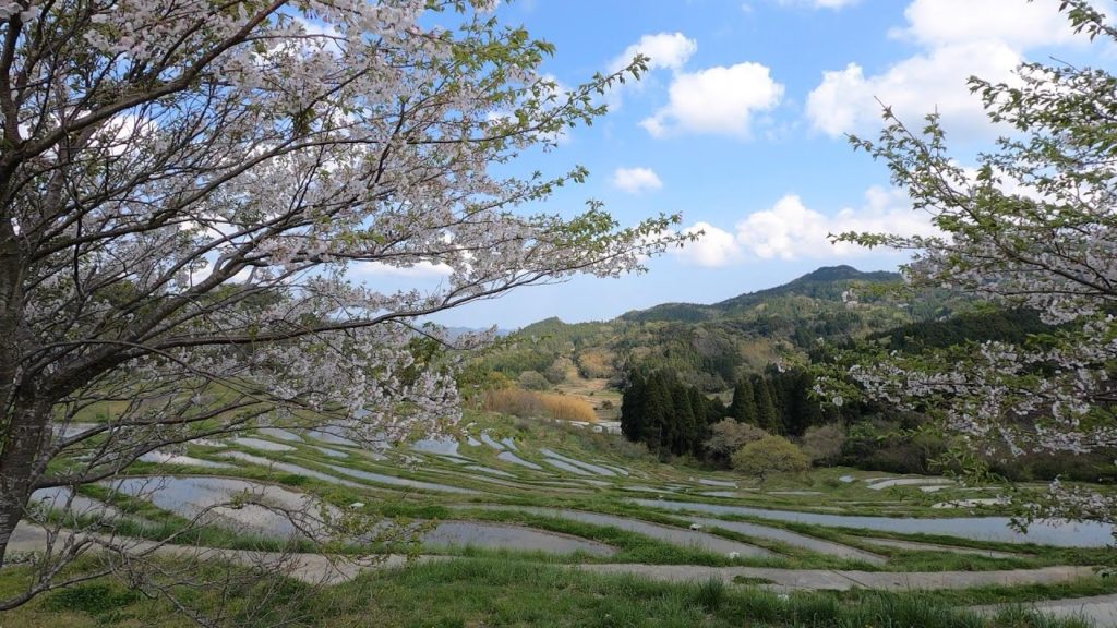 Terraced Rice Fields in Kamogawa, Japan – 4K Drive Terraced Rice Fields in Kamogawa, Japan - 4K Drive