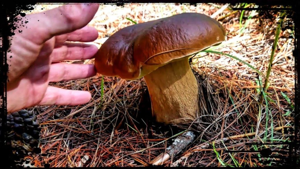 New Zealand Foraging During LOCKDOWN
