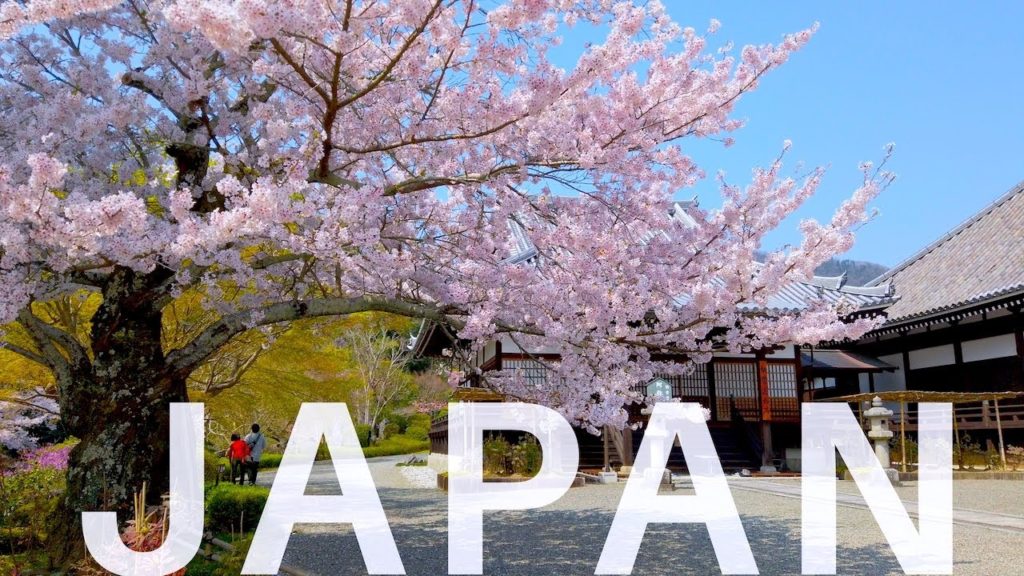 Sakura [Cherry Blossoms] Spring in Japan 2020 (4K) 🇯🇵 Japanese Garden in Nara's Temple 🌸 Taima-dera