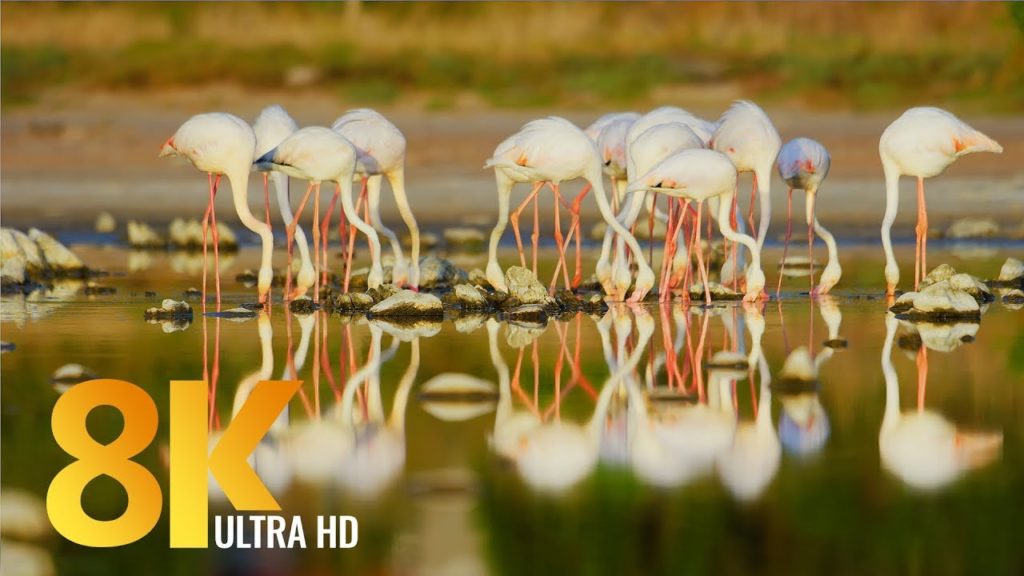 8K Amazing African Birds of Vermont Salt Pan, Western Cape - 3 HRS Various Bird Sounds