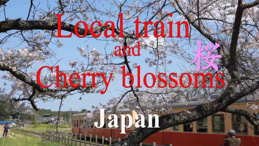 Local train and Cherry blossoms in Japan 小湊鉄道、いすみ鉄道沿線と桜　Kominato line,Isumi line, Chiba, Sakura,飯給駅