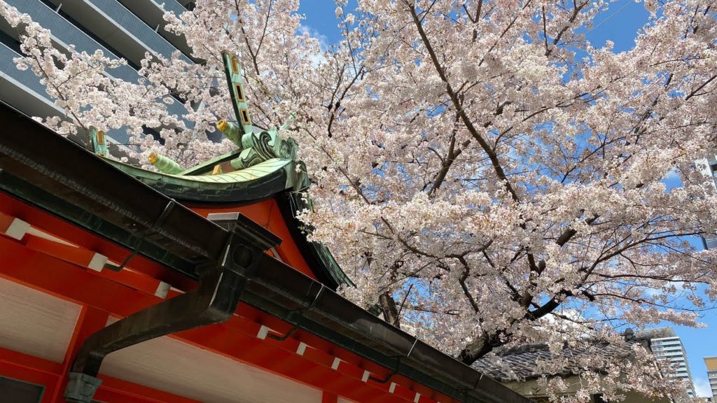 Japan Cherry Blossom in Osaka 2020 大阪 難波神社の桜（2020.3.30) 花見をする人もいない2020年の大阪の桜