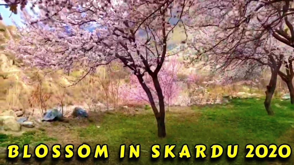 Blossom 2020 Kachura Skardu - Home Sweet Home