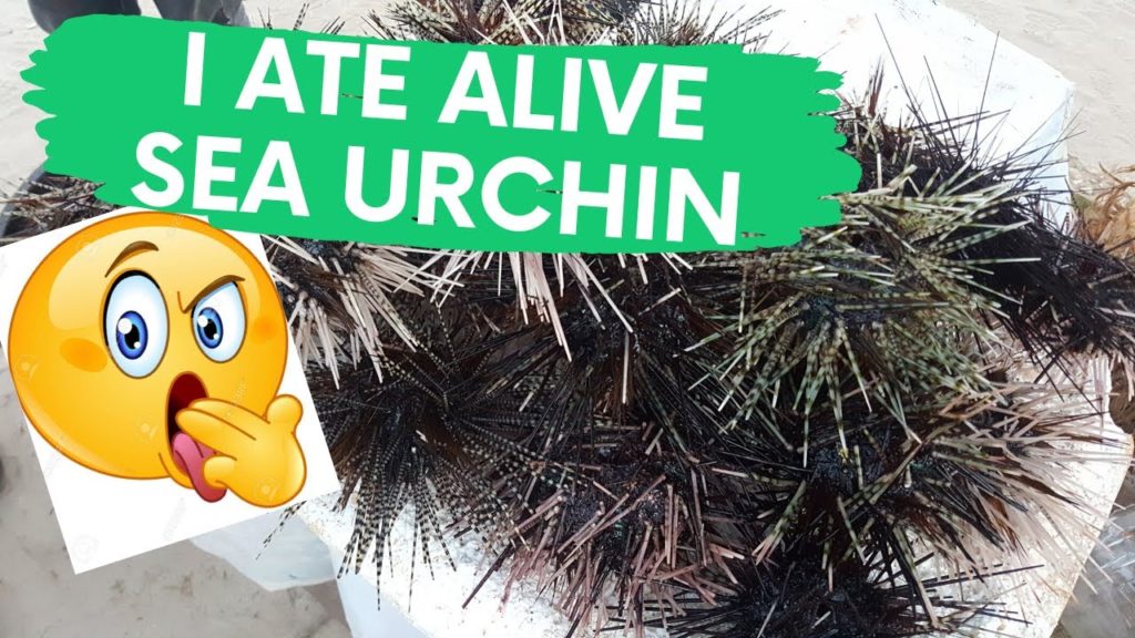 I ATE ALIVE SEA URCHIN IN BOHOL!!! WHAT? Travel Vlog Day 3