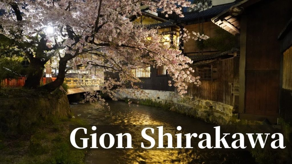 Gion Shirakawa Cherry Blossom - KYOTO - 祇園白川のさくら - 4K Ultra HD (2020 Sakura Kyoto)