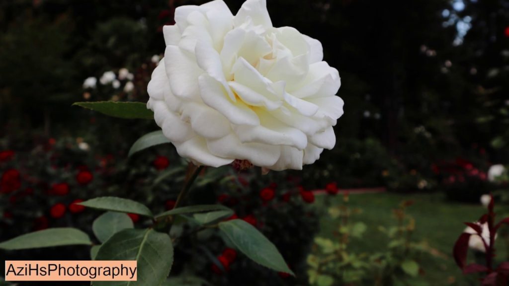 Relaxing Calm Stress Relief Quarantine #StayHome #WitheMe Music - Rose & Japanese Garden Photographs