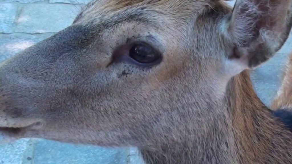 Memories from Japan (HD)