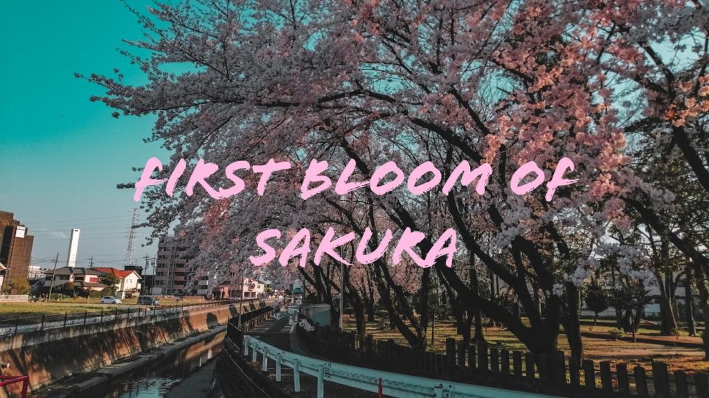 First blossom of Sakura in Japan/ Pinoy Trainee/ Vlog#3 First blossom of Sakura in Japan/ Pinoy Trainee/ Vlog#3