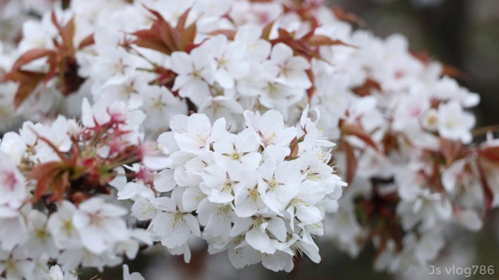 cherry blossoms|sakura blossoms|4k video|part 2|Japan|kyoto