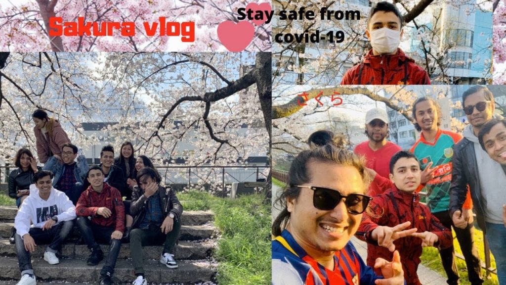 Cherry blossom (sakura) Kyoto Japan spring 2020 さくら