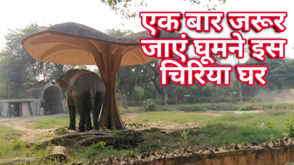 Delhi Zoo All Animals | Delhi Zoo Full Video | Delhi Zoo Video Hindi | Nadeem Vlogs 2019 Delhi Zoo All Animals | Delhi Zoo Full Video | Delhi Zoo Video Hindi | Nadeem Vlogs 2019