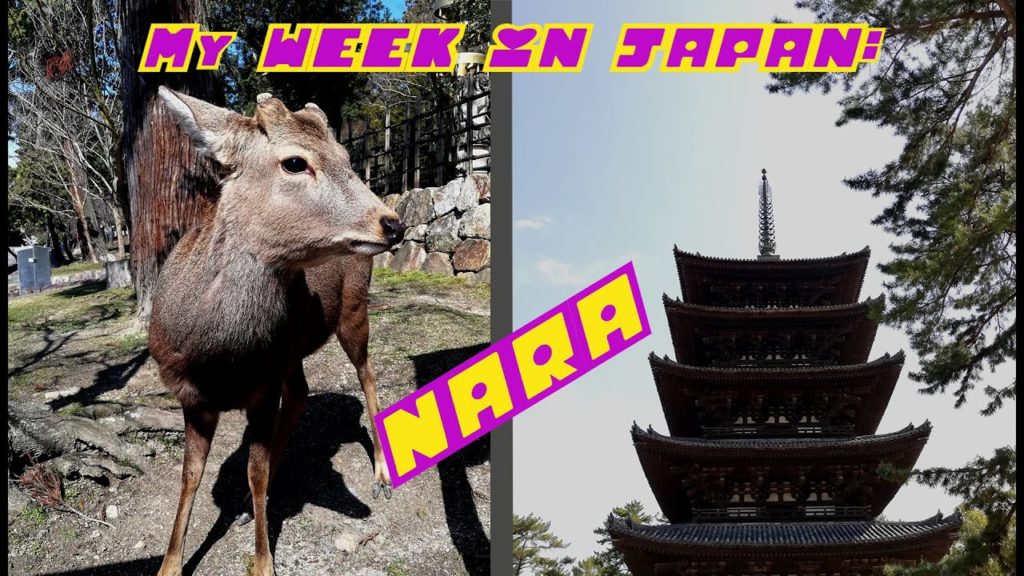Travel VLOG: My week in Japan, a day trip to NARA