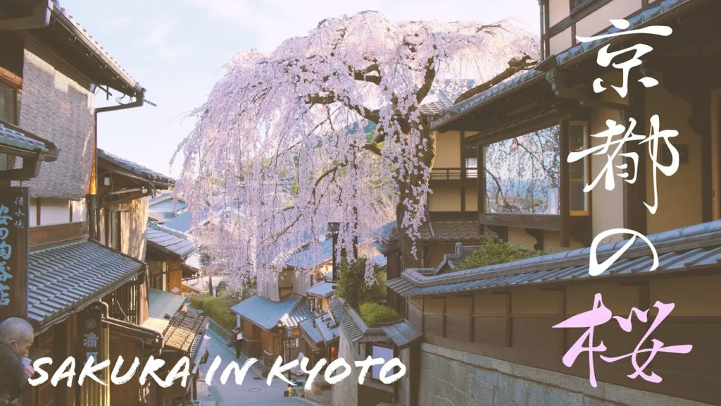 おうちで花見 ～京都の桜～ Sakura in Kyoto