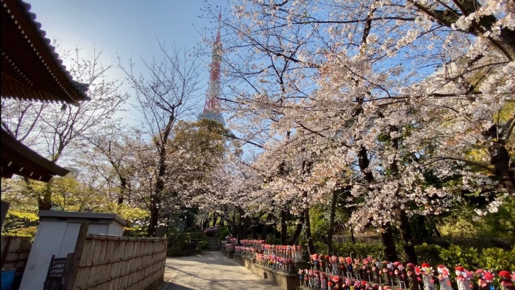 【4K】Walk on Zojoji,Mita's Cherry Blossoms and Tokyo tower(増上寺の東京タワーと桜,三田) at Tokyo【2020】