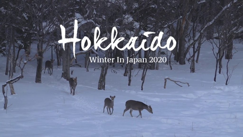 【Aerial video #DJI航拍 TOP】Beautiful earth：Animals in Hokkaido, Japan日本北海道冬季寻小动物之旅