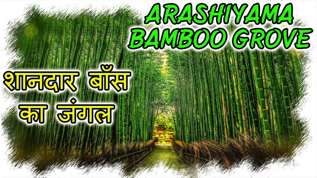 Arashiyama Bamboo Grove | अरशियामा - शानदार बाँस का जंगल