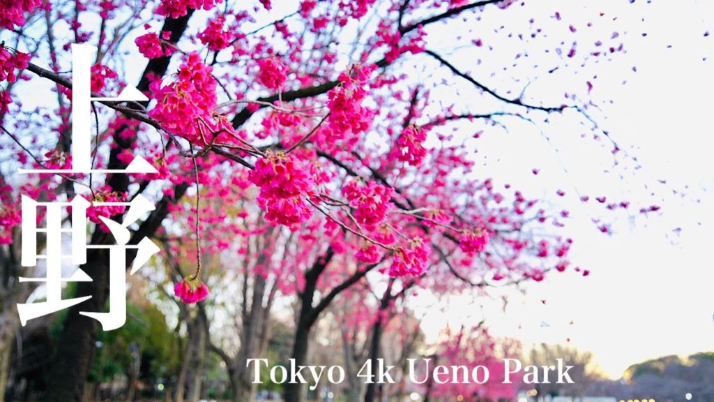 Walk[Tokyo 4k] Ueno Park [東京散歩]夕方の上野公園　#tokoywalk#uenopark#4k