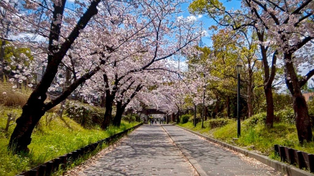 Ride along the river for viewing Cherry blossom Japan 4K