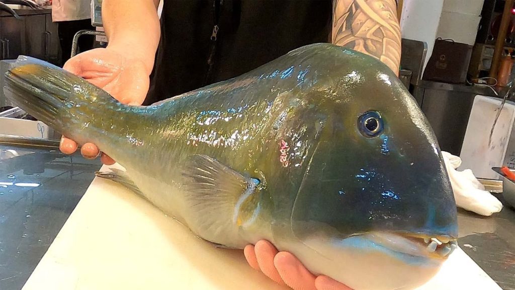 Taiwanese Street Food - GIANT TUSKFISH Sashimi巨大藍色骨長牙魚