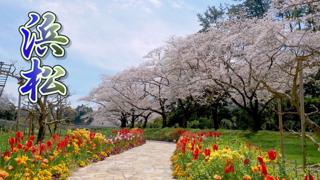 SHIZUOKA【Cherry blossoms】“Somei-Yoshino”at Hamamatsu Flower Park 2020. #4K #はままつフラワーパーク SHIZUOKA【Cherry blossoms】“Somei-Yoshino”at Hamamatsu Flower Park 2020. #4K #はままつフラワーパーク