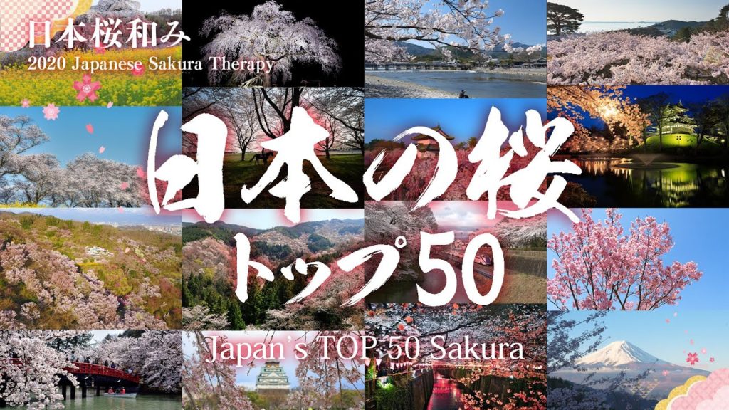 Come enjoy 50 of Japan's Best Sakura (Cherry Blossoms)! Come enjoy 50 of Japan's Best Sakura (Cherry Blossoms)!