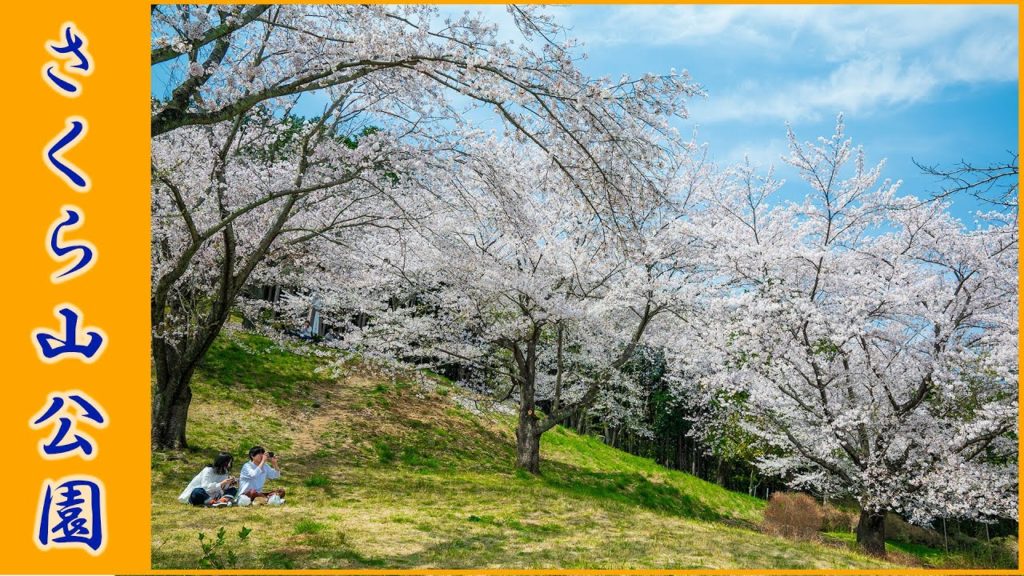 (Cherry Blossom Japan 2020) Ogose Sakurayama Park #越生さくら山公園 4K HDR
