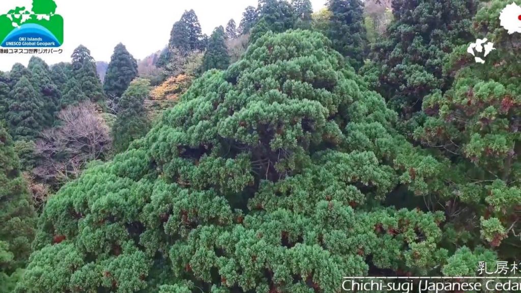 Chichi-sugi Japanese Cedar 乳房杉