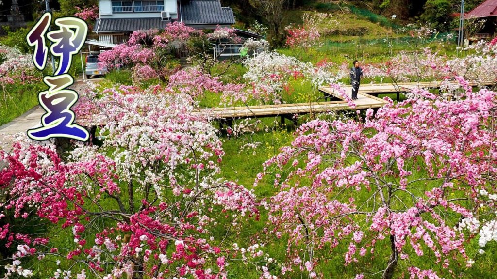 SHOZUOKA【Peach blossoms】weeping peaches of Rendaiji and the rice field at Matsuzaki-cho. #4K SHOZUOKA【Peach blossoms】weeping peaches of Rendaiji and the rice field at Matsuzaki-cho. #4K