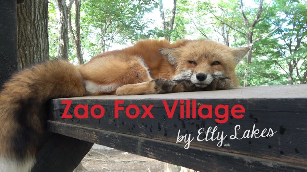 Inside Japan – Zao Fox Village by Elly Lakes Inside Japan - Zao Fox Village by Elly Lakes