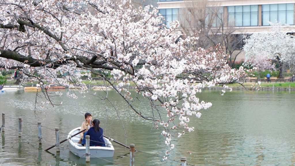 Shinobazu Pond Ueno Park | Best Cherry Blossom Viewing Spot in Tokyo Japan