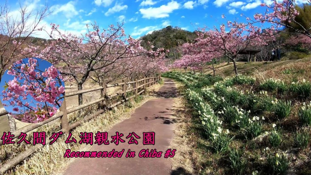 EARLY SPRING COMES【Cherry blossoms Japan 】Sakuma Dam Lake Water Park【佐久間ダム湖親水公園】Chiba Japan Tour