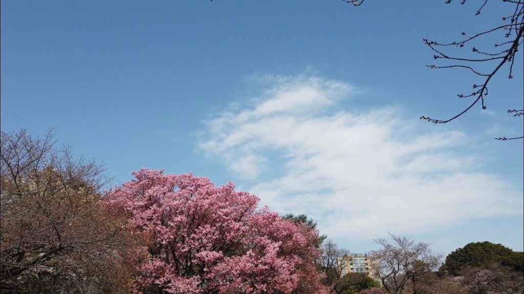 🇯🇵✈︎✈︎✈︎ How to travel in Shinjuku-Natoinal-Garden (Shinjuku-Gyoen:新宿御苑)✈︎✈︎✈︎🇯🇵