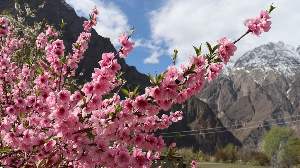 Lovely  cherry  blossom  season  in Hunza Nagar valley