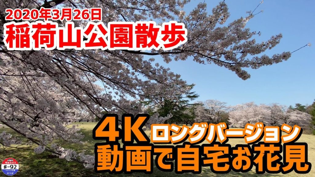 【４K動画お花見】満開の桜と青空(ロングバージョン)ー2020.3.26 埼玉県営狭山稲荷山公園ーsakura　Cherry tree in full bloom