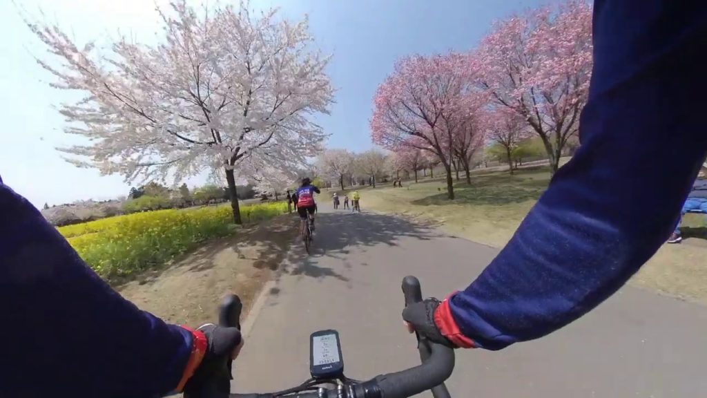 Hanami Season in Japan