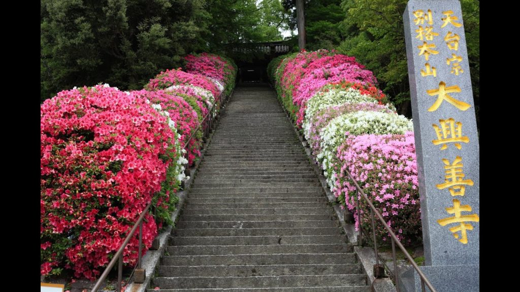 JG☆☆佐賀 大興禅寺のツツジ Saga, Azalea at Daikozenji