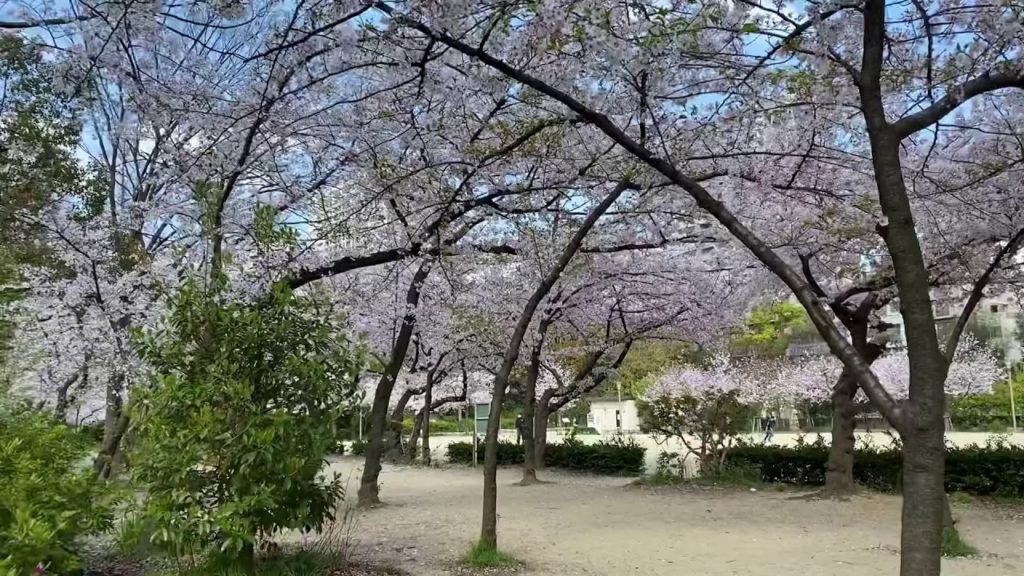大阪の桜2020 Japan Cherry Blossom 靭公園の桜（2020.3.30) 早朝で人も少ない靭公園の様子 Utsubo-Park in Osaka City