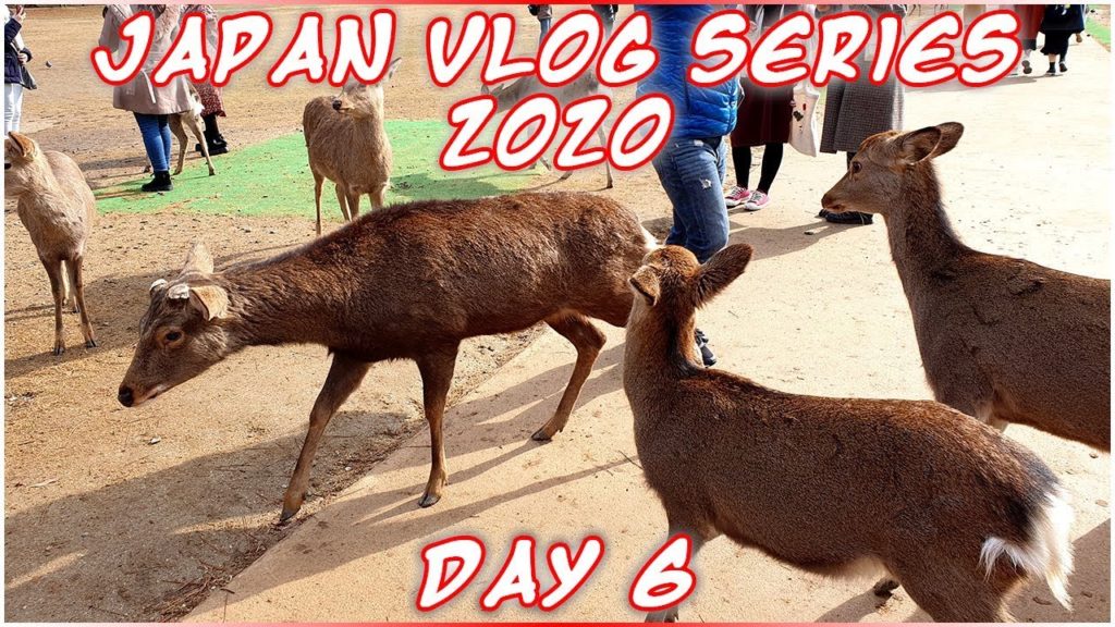 Japan Vlog 2020 – DAY 6 || Osaka || Nara Deer Park Japan Vlog 2020 - DAY 6 || Osaka || Nara Deer Park