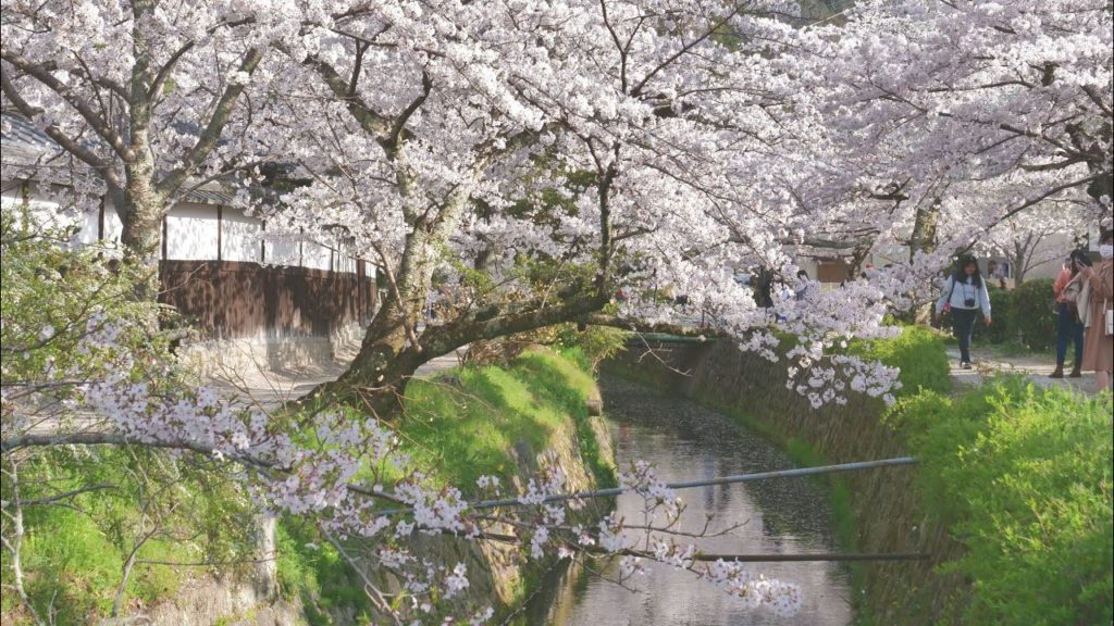 JG☆☆☆8K HDR Kyoto,Tetsugakunomichi Walk in Sakura Season 京都 哲学の道の桜