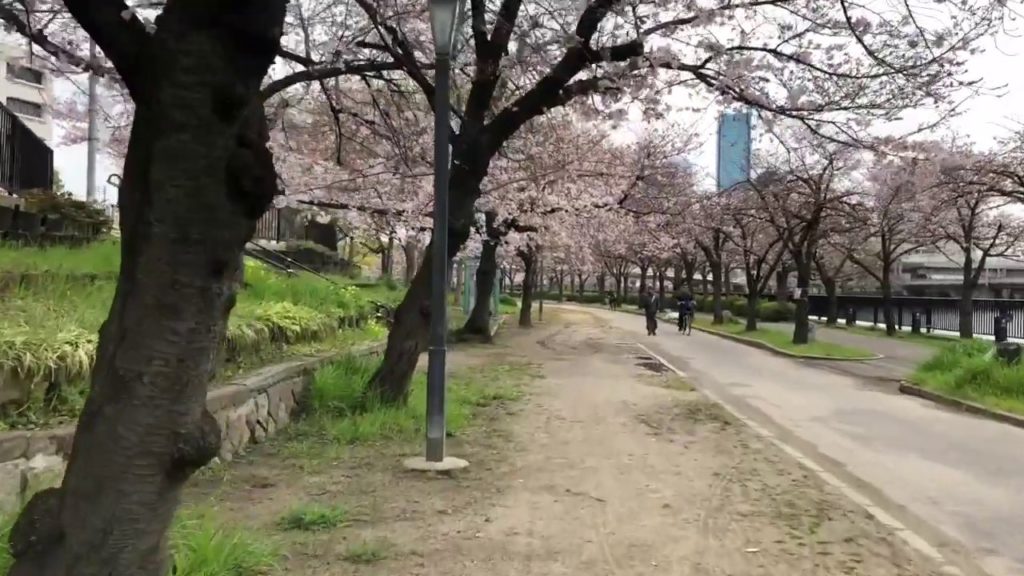 Osaka mint SAKURA garden tour 31th March  2020