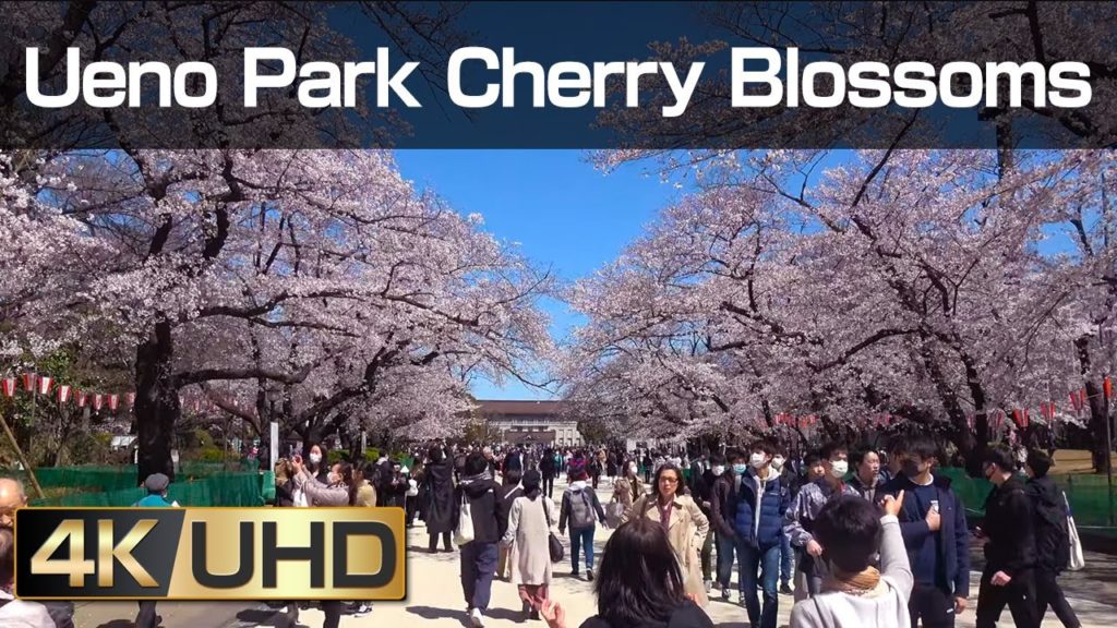 [4k] Ueno Park Cherry Blossoms 2020 [TOKYO]