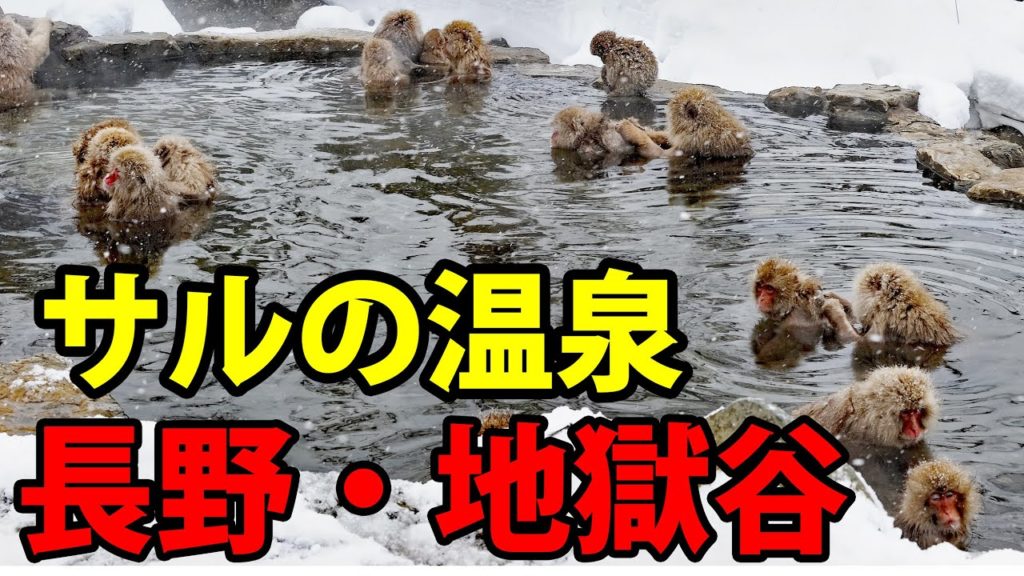 【長野1泊2日】サルの入浴する温泉に行ってきた（地獄谷野猿公苑） 3/10-101
