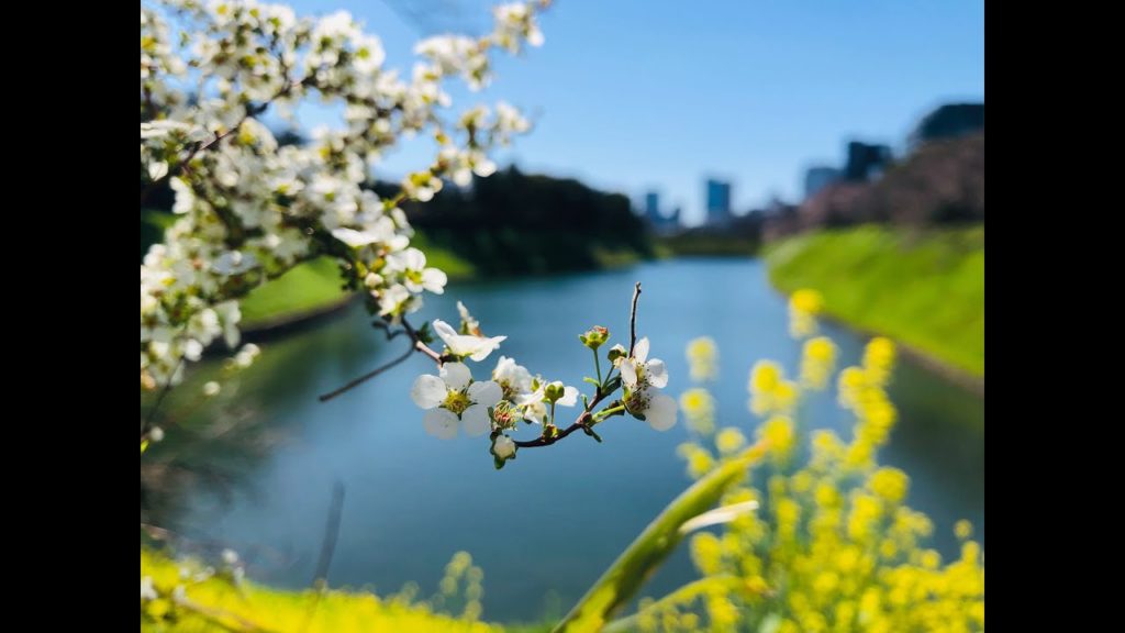 【SAVOR JAPAN】Cherry blossoms at Tokyo Imperial Palace