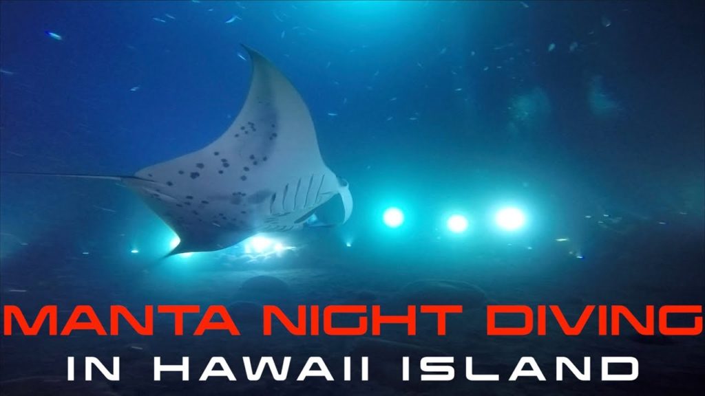 マンタ祭り！！ナイトマンタダイビングinハワイ島