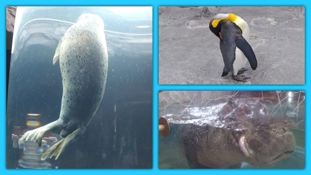 SEALS AND PENGUINS (Hokkaido/Day 16~17) | 7/17-7/18