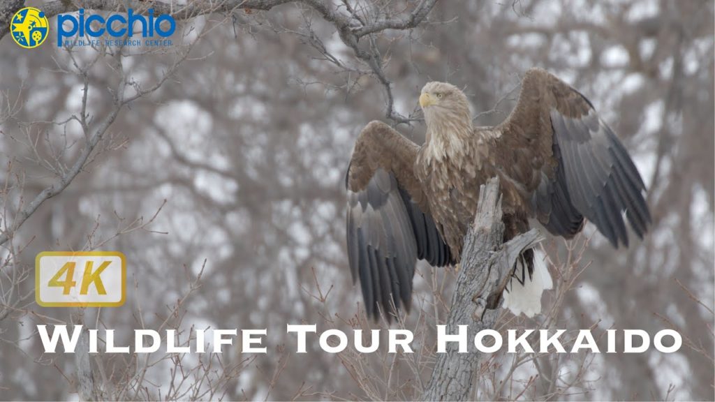 [4K] Winter Japan : Eagle and Wildlife Watching Tour in Hokkaido | Picchio Shiretoko | ピッキオ知床
