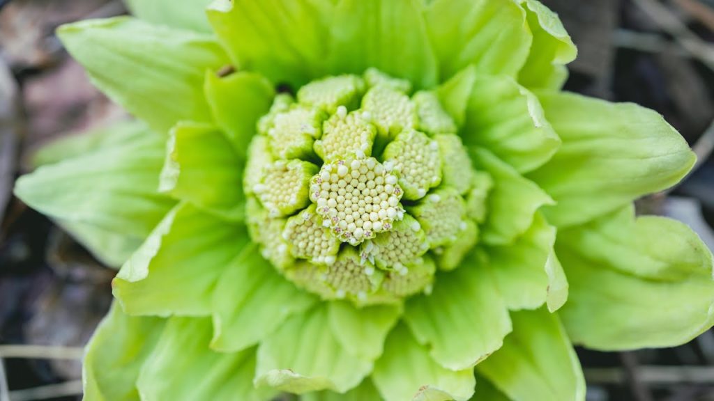 Picking up Mountain Vegetables | Butterbur "Fukinoto" | Japan | Japanese rural【Taste of Nature】