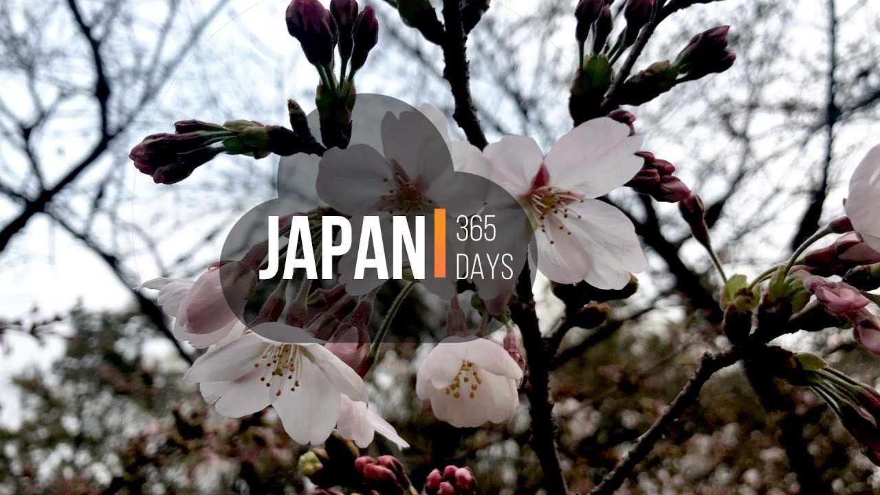 Japan 365 days in 7 minutes ( Japan Travel Vlog #2 ) - Alo Japan