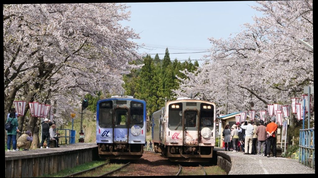 JG☆☆4K HDR 石川 のと鉄道の桜のトンネルと桜吹雪 Ishikawa,Sakura at Noto Railway